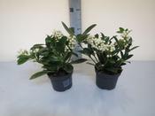 Skimmia japonica 'O'Berries White' 12cm Pot image