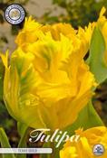 Tulipa 'Texas Gold' Tulip Bulbs 7 Pack image