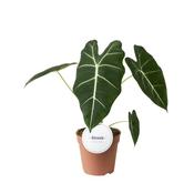 Alocasia 'Frydek' 12cm Pot image