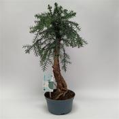 Araucaria cunninghamii (Hoop Pine) 16cm Pot, Height 40cm image