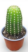 Trichocereus grandiflorus 13cm Pot image