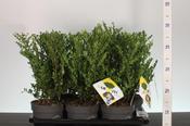 Ilex crenata 'Dark Green' (Japanese Holly) 2 Litre Pot
