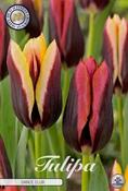 Tulipa 'Dance Club' Tulip Bulbs 10 Pack image