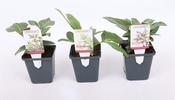 Helleborus lividus (Majorcan Hellebore) Mix 9cm Pot image