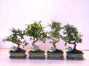 Bonsai Mix in 21cm Ceramic Pot With Saucer, Height 35cm image