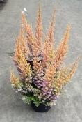 Erica sparsa 'Orange Savannah' (Heather) 12cm Pot image