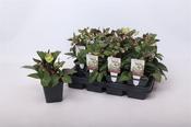 Helleborus lividus 'Pink Marble' (Majorcan Hellebore) 9cm Pot image