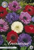 Anemone coronaria 'St Brigid' Bulbs 15 Pack image