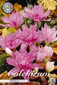 Colchicum 'Waterlily' (Autumn Crocus) Bulb 1 Pack image