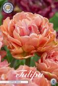 Tulipa 'Copper Image' Tulip Bulbs 5 Pack image