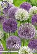 Allium (Ornamental Onion) Mix Bulbs 5 Pack