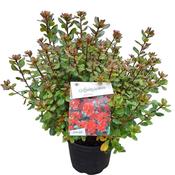Rhododendron 'Addy Wery' (Japanese Azalea) 4 Litre Pot image