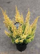 Erica sparsa 'Armely Lemon' (Heather) 12cm Pot image