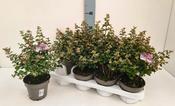 Symphoricarpos 'Magical' (Snowberry) Mix 13cm Pot image
