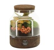 Esperit Terrarium Arrangement 90868 in 12cm Glass Pot image