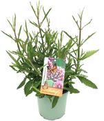 Verbena bonariensis 'Lollipop' Purple/Blue 17cm Pot, Height 50cm image