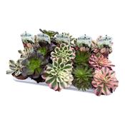 Aeonium 'Exclusive' Mix 10cm Pot image