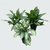 Aglaonema Mix 24cm Pot, Height 70cm