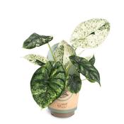 Alocasia baginda 'Dragon Scale' Mint (Variegated) 11cm Pot image