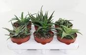 Aloe Mix 12cm Pot image