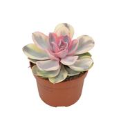 Echeveria 'Rainbow' 10.5cm Pot image