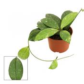 Hoya crassipetiolata 9cm Pot image