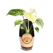 Monstera deliciosa 'Mint' Variegated 11cm Pot, Height 25cm image