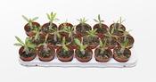 Pachypodium densiflorum 8.5cm Pot image