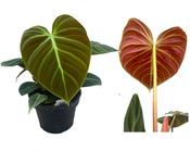 Philodendron 'El Choco Red' 12cm Pot image