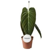 Philodendron melanochrysum 12cm Pot, Height 40cm image