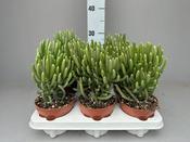 Senecio pyramidatus /  Caputia pyramidata 12cm Pot image