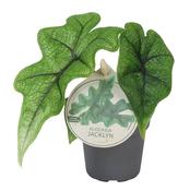 Alocasia 'Jacklyn' 6cm Pot image