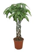Pachira aquatica (Money Tree) with Braided Cylinder Stem in 27cm Pot, Height 100cm image