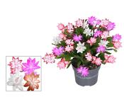 Schlumbergera (Christmas Cactus) 4 Colours in a 13cm Pot image