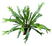 Asplenium nidus 'Variegata' (Variegated Bird's Nest Fern) 8cm Pot