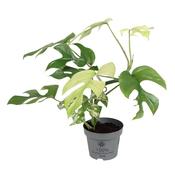 Monstera minima / Rhaphidophora tetrasperma 'Variegata' in 12cm Pot image