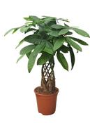 Pachira aquatica (Money Tree) with Braided Cylinder Stem in 21cm Pot, Height 75cm image