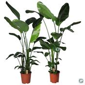 Strelitzia nicolai (Giant Bird of Paradise) in 27cm Pot, Height 140cm image