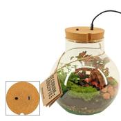 Decorum Terrarium Arrangement in 19cm Glass Pot, Height 27cm, 2 Plants, Rechargeable LED Light image