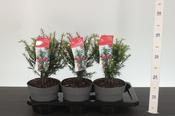 Taxus baccata (Yew) in 2 Litre Pot image