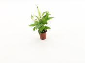 Spathiphyllum (Peace Lily) in 6cm Pot image