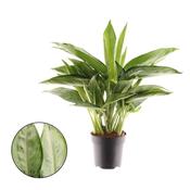 Aglaonema 'Silverado' 17cm Pot, Height 50cm image