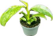 Epipremnum giganteum 'Variegata' 6cm Pot