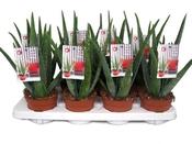 Aloe vera in 12cm Pot image