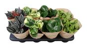 Peperomia Mix 12cm Pot