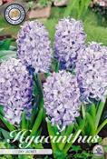 Hyacinthus 'Sky Jacket' Hyacinth Bulbs 5 Pack image