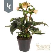 Helleborus x glandorfensis (HGC) 'Ice N' Roses Ivory Blush' 13cm Pot image