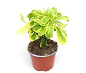 Euphorbia neriifolia variegata (Variegated Indian Spurge Tree) 13cm Pot image
