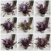 Loropetalum Mix in 5 Litre Pot image
