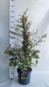Abelia x grandiflora 10L Pot image